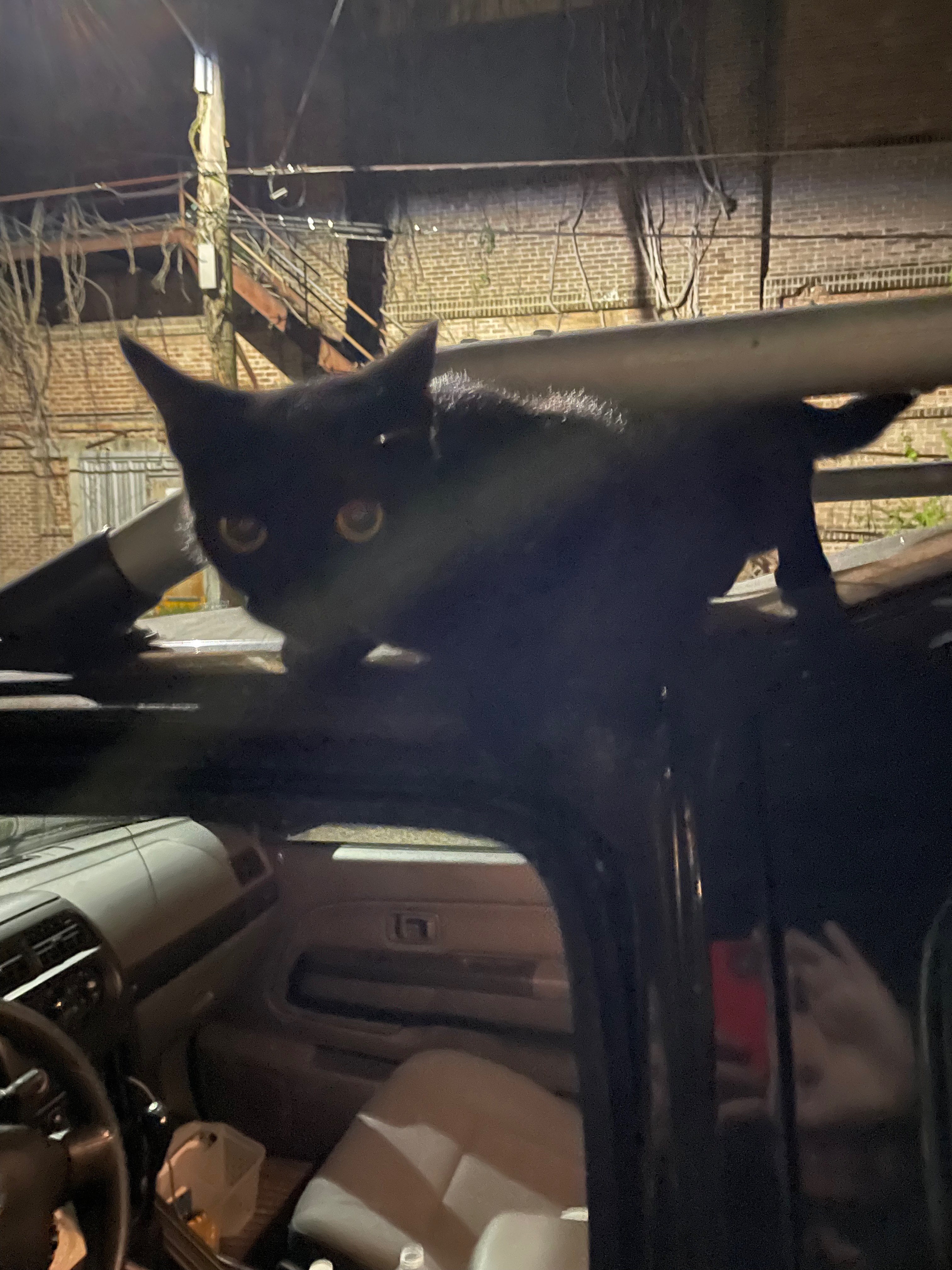 Shadow the black cat was camouflaged on the roof of my car.