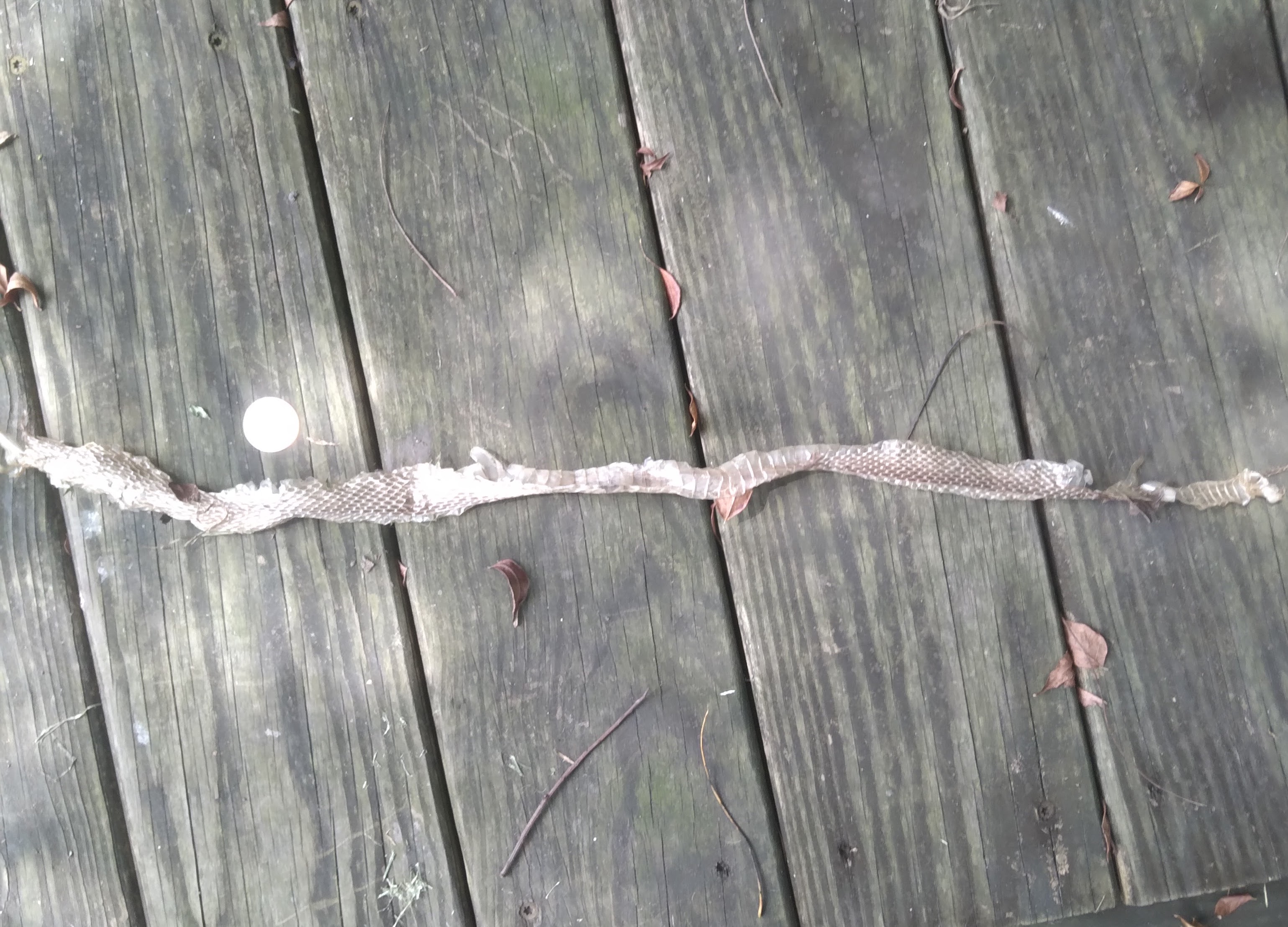 I found a shed snake skin in my fire pit.