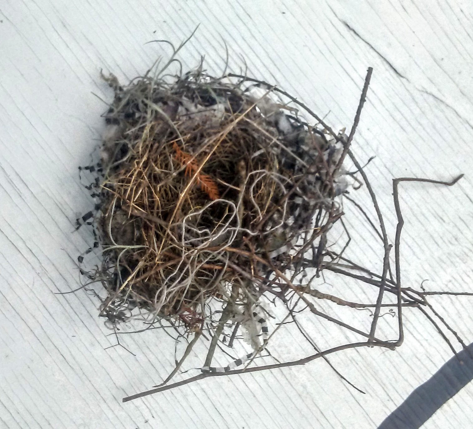 snazzy bird nest