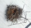 I found a snazzy nest.