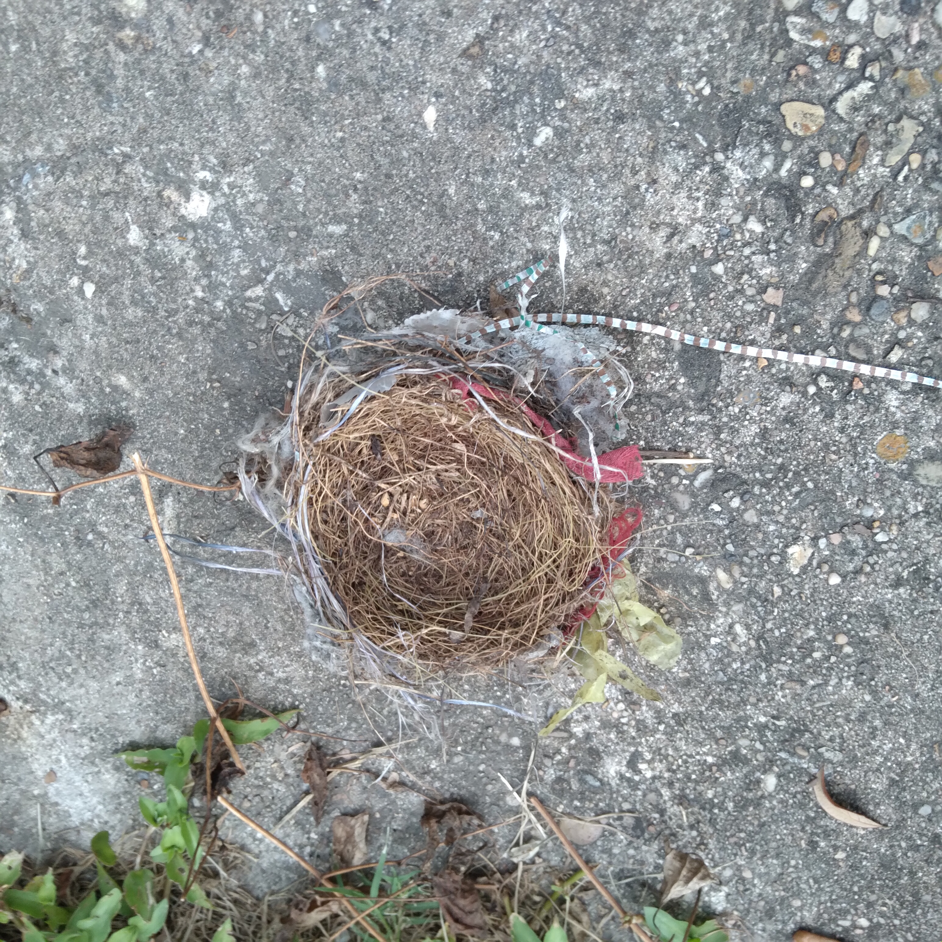 Snazzy bird's nest.