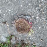 Found a snazzy nest in Gina's yard.