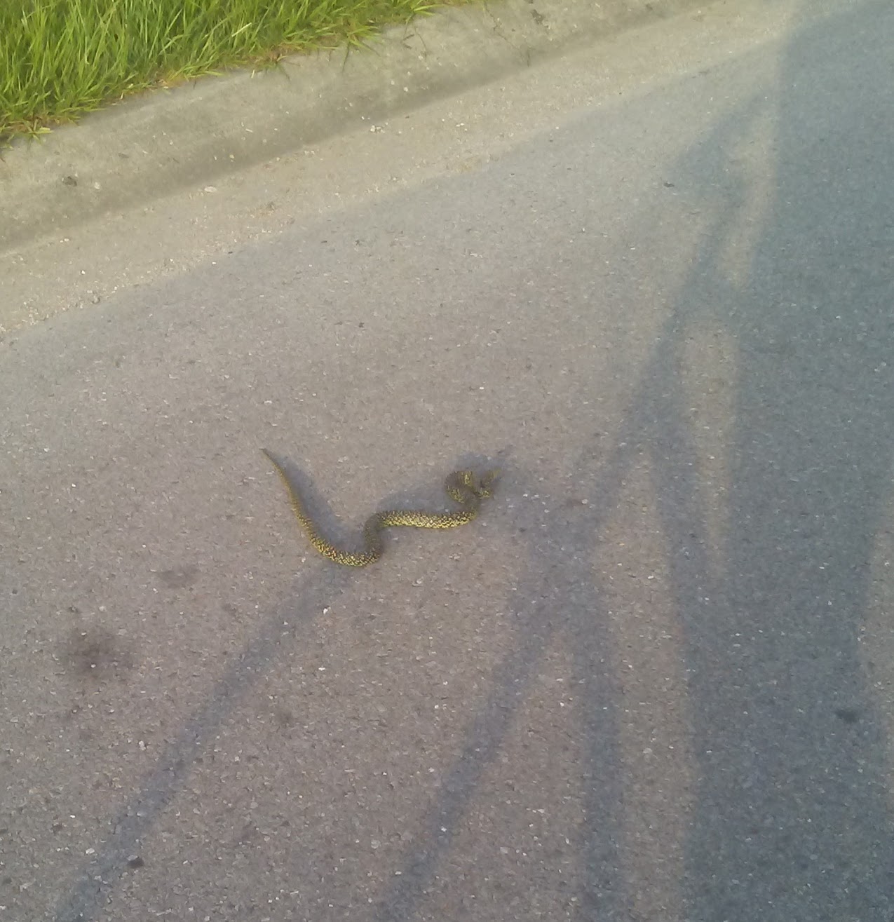 speckled king snake in the road