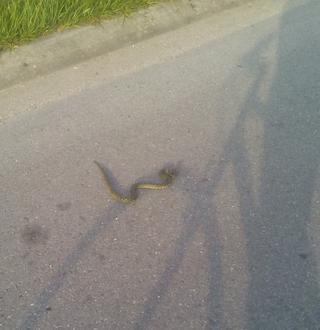 Saw a speckled king snake in the road.