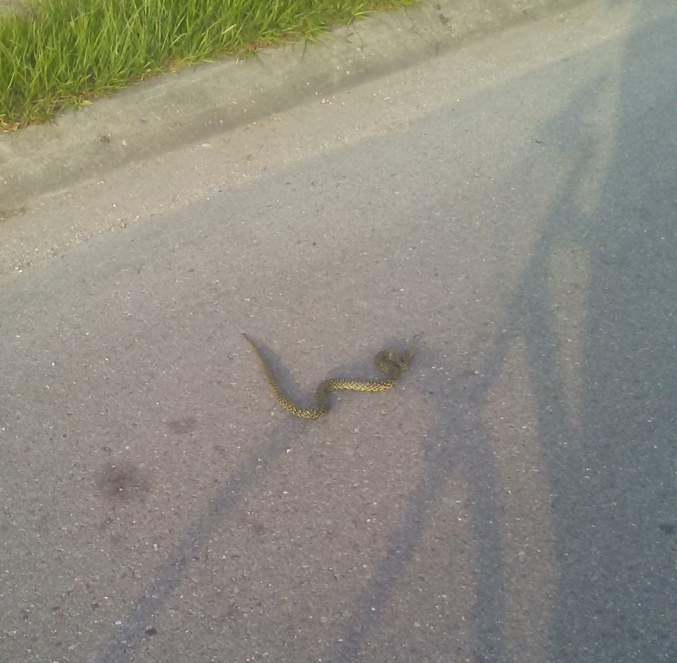 speckled king snake in the road